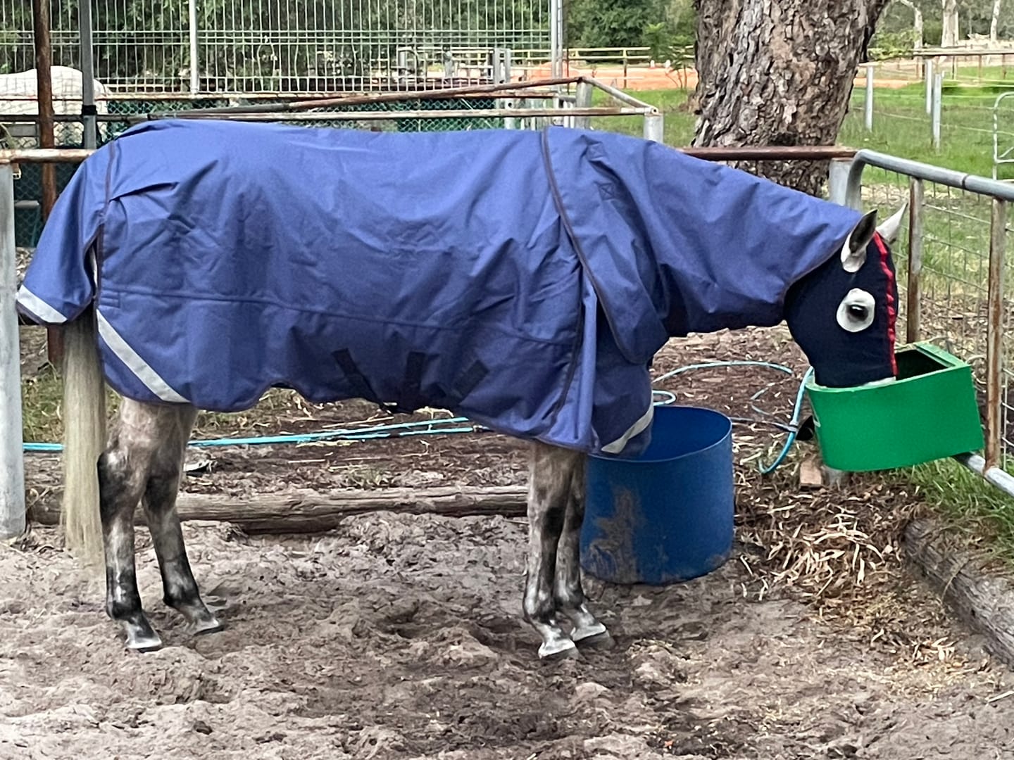 Customer photo review of LE Boxter Turnout 100g