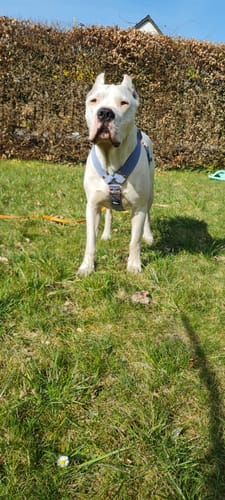 Customer photo review of Easy Walk Extreme Rose Pastel Blue - Sele med snabbspänne