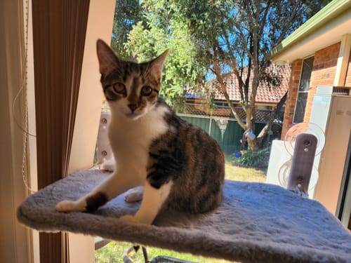 Customer photo review of Foldable Cat Window Hammock with Strong Suction Cups