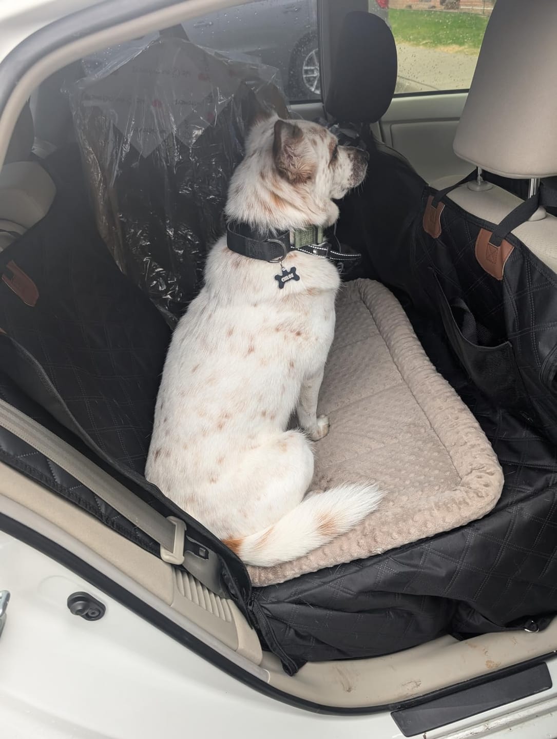 Customer photo review of FurGuard™: Hard Bottom Extender