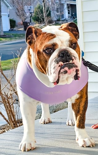 Customer photo review of Sunblock Dog T-Shirt - Blue