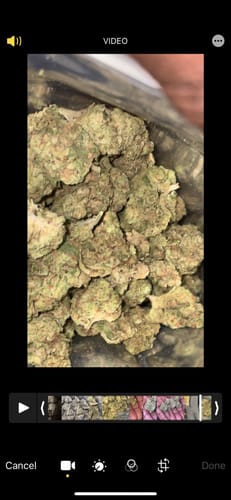 Customer photo review of Blue Dream THCA Flower