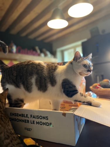 Avis photo d'un client sur Croquettes Chat Stérilisé Sans Céréales - Saumon