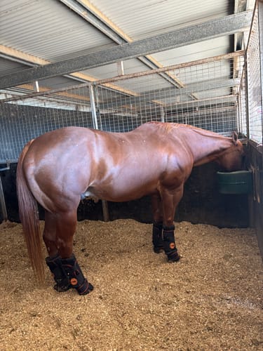 Customer photo review of Rambo Ionic Stable Boots