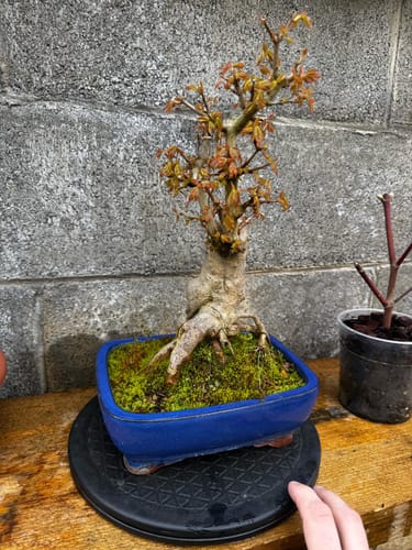 Customer photo review of PROTOCOLLO NUCLEARE CB®