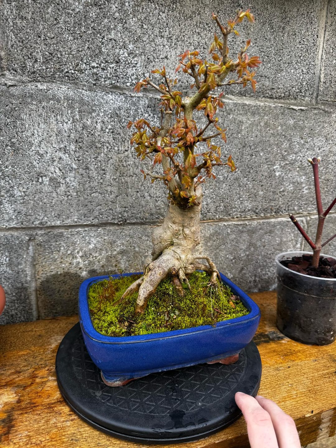 Customer photo review of PROTOCOLLO NUCLEARE CB®