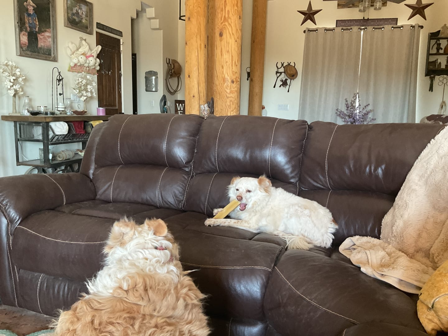 Customer photo review of Himalayan Yak Chew (MEGA)