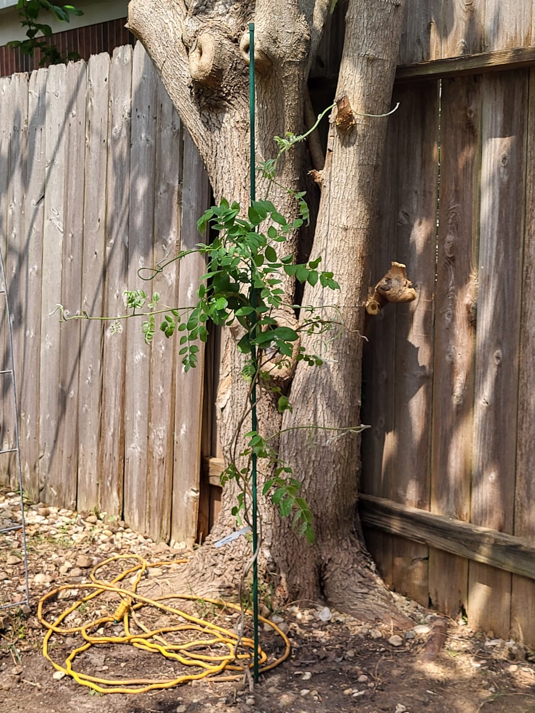 Customer photo review of Texas Wisteria