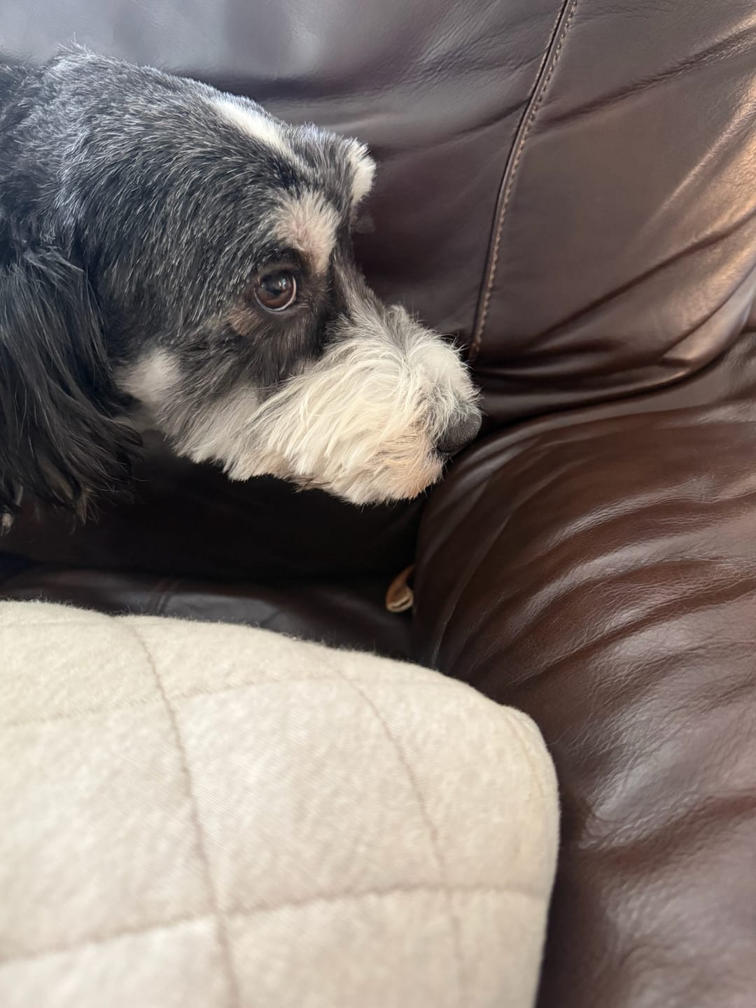 Customer photo review of 6 Inch Braided Bully Sticks