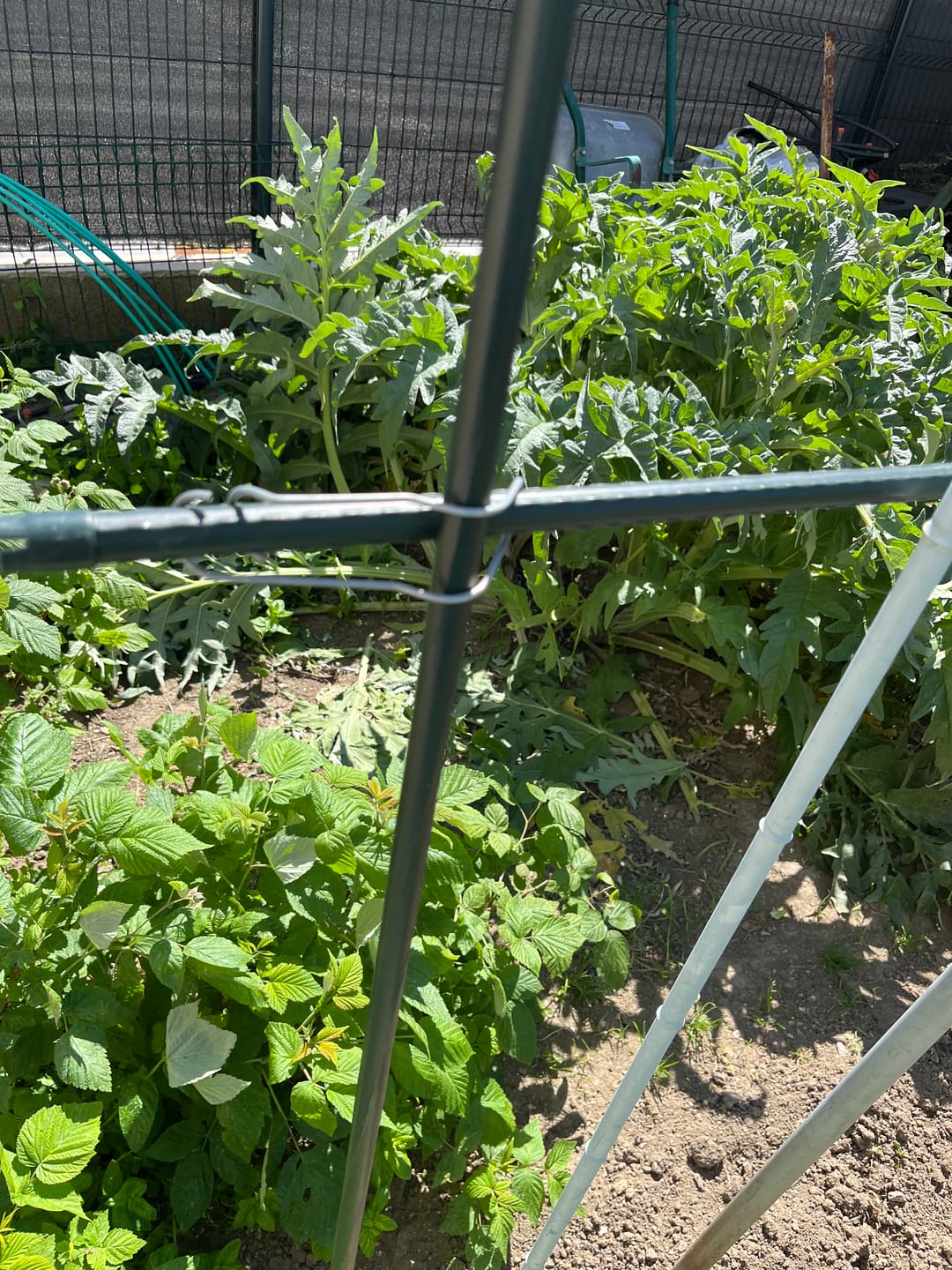 Customer photo review of Pack Boucles de Connexion pour Plantes Ultra-Résistant