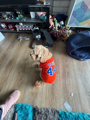 Customer photo review of Custom Royal Orange-White Classic Style Dog Jersey