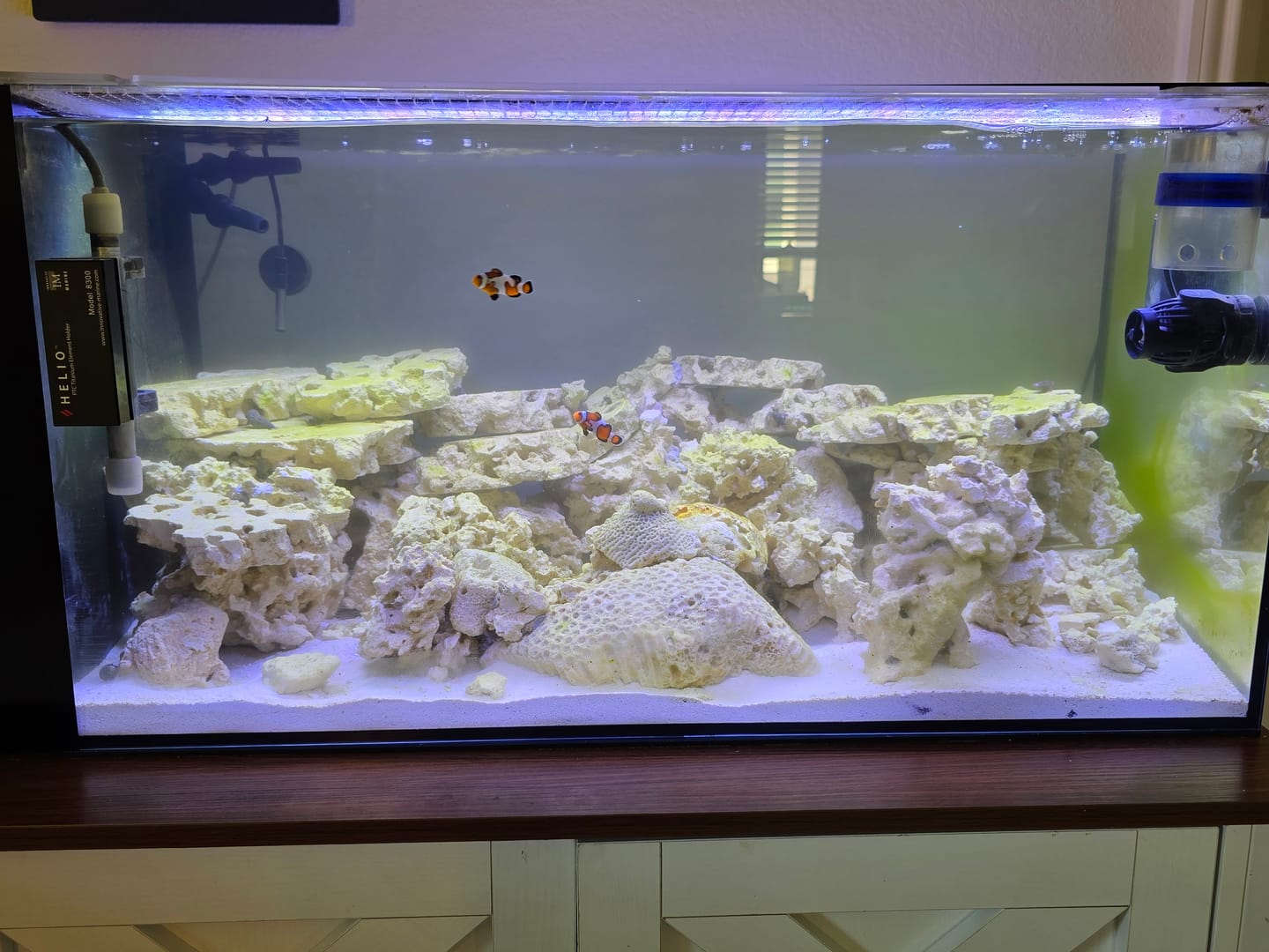 Customer photo review of Fiji Cube 38 Gallon Peninsula Rimless AIO Glass Nano Tank - PRO Series