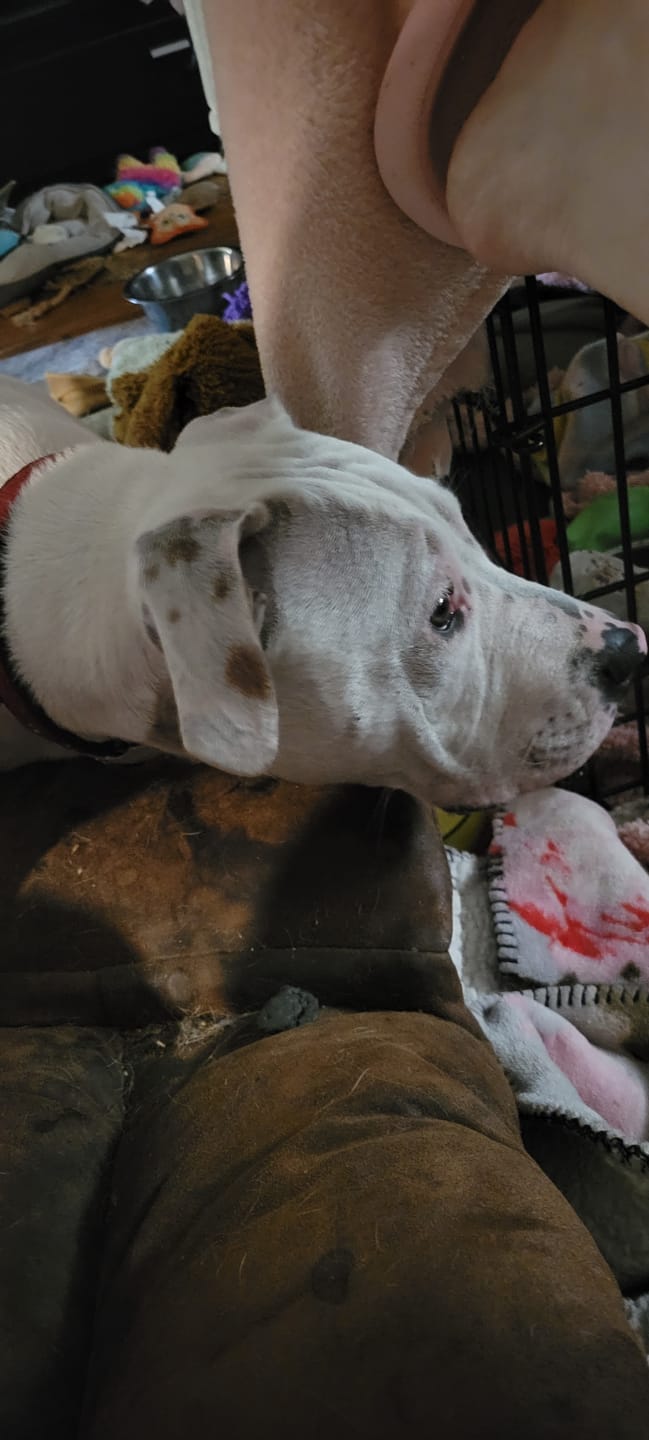 Customer photo review of Chicken Hearts Treats