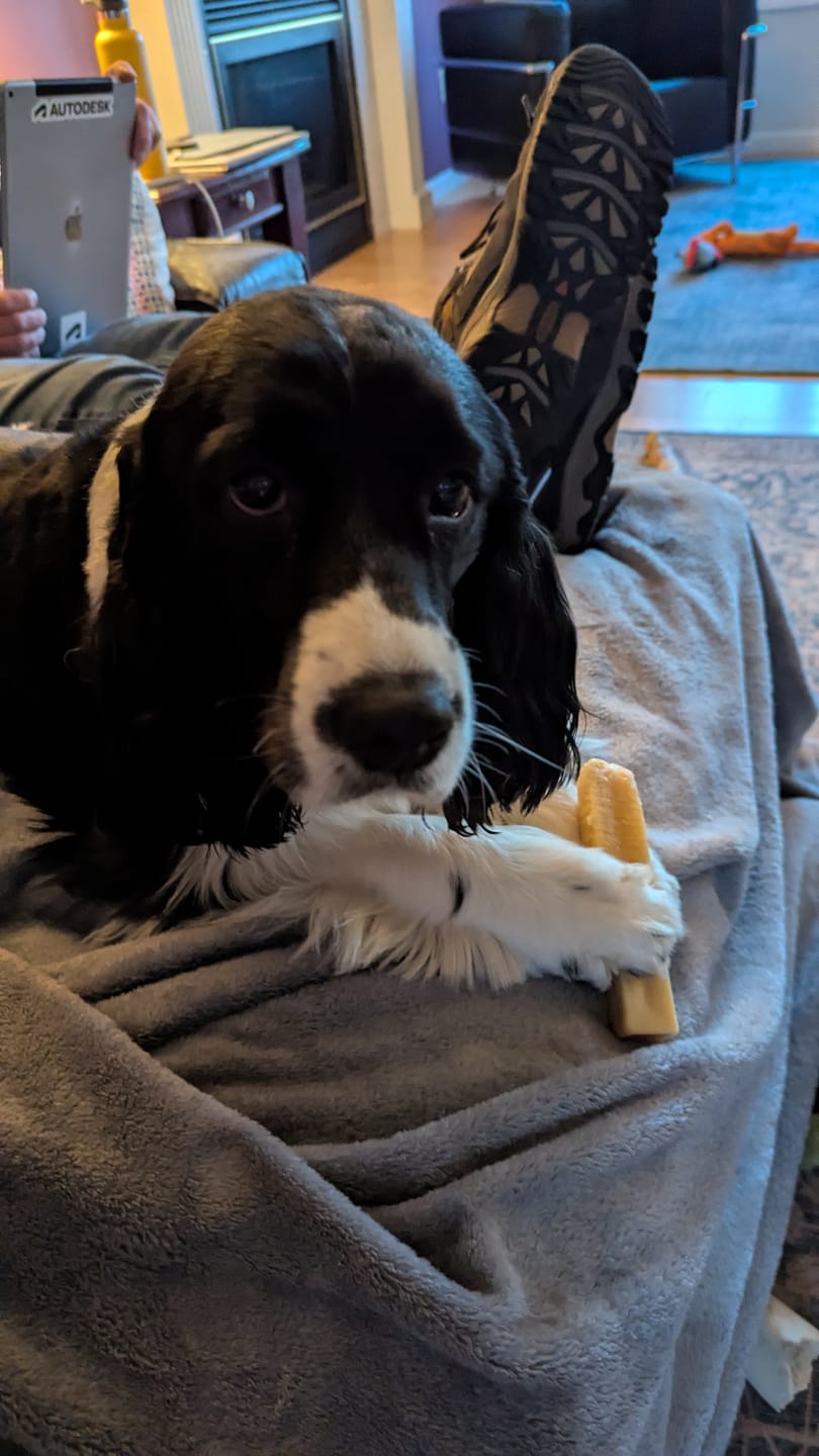 Customer photo review of Himalayan Yak Chew (MEDIUM)