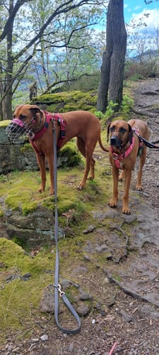 Customer photo review of Training Anti Pull TRI-Harness® | M-XL Breeds - Burgundy