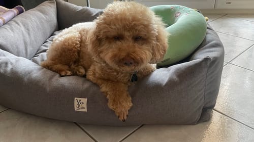 Customer photo review of Divanetto Mattias Ardesia (Soft Touch)