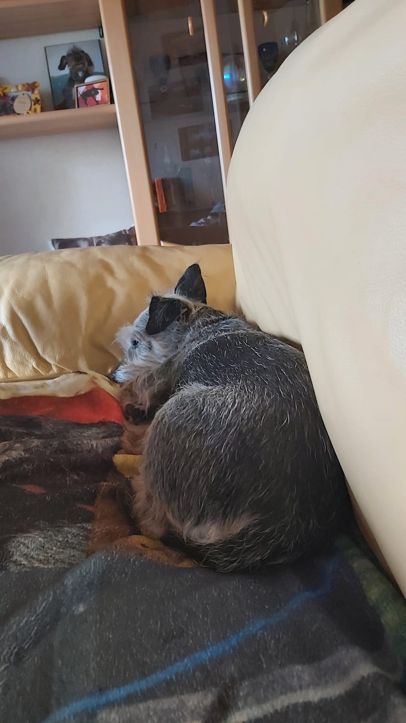 Customer photo review of Allergietest Basic Hund