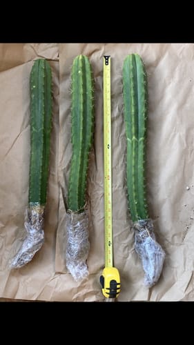 Customer photo review of San Pedro Cactus | Trichocereus (Echinopsis) Pachanoi