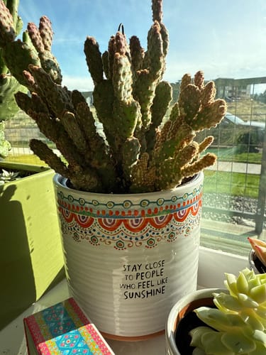Customer photo review of Opuntia rufida minima monstrose | Mini cinnamon cactus