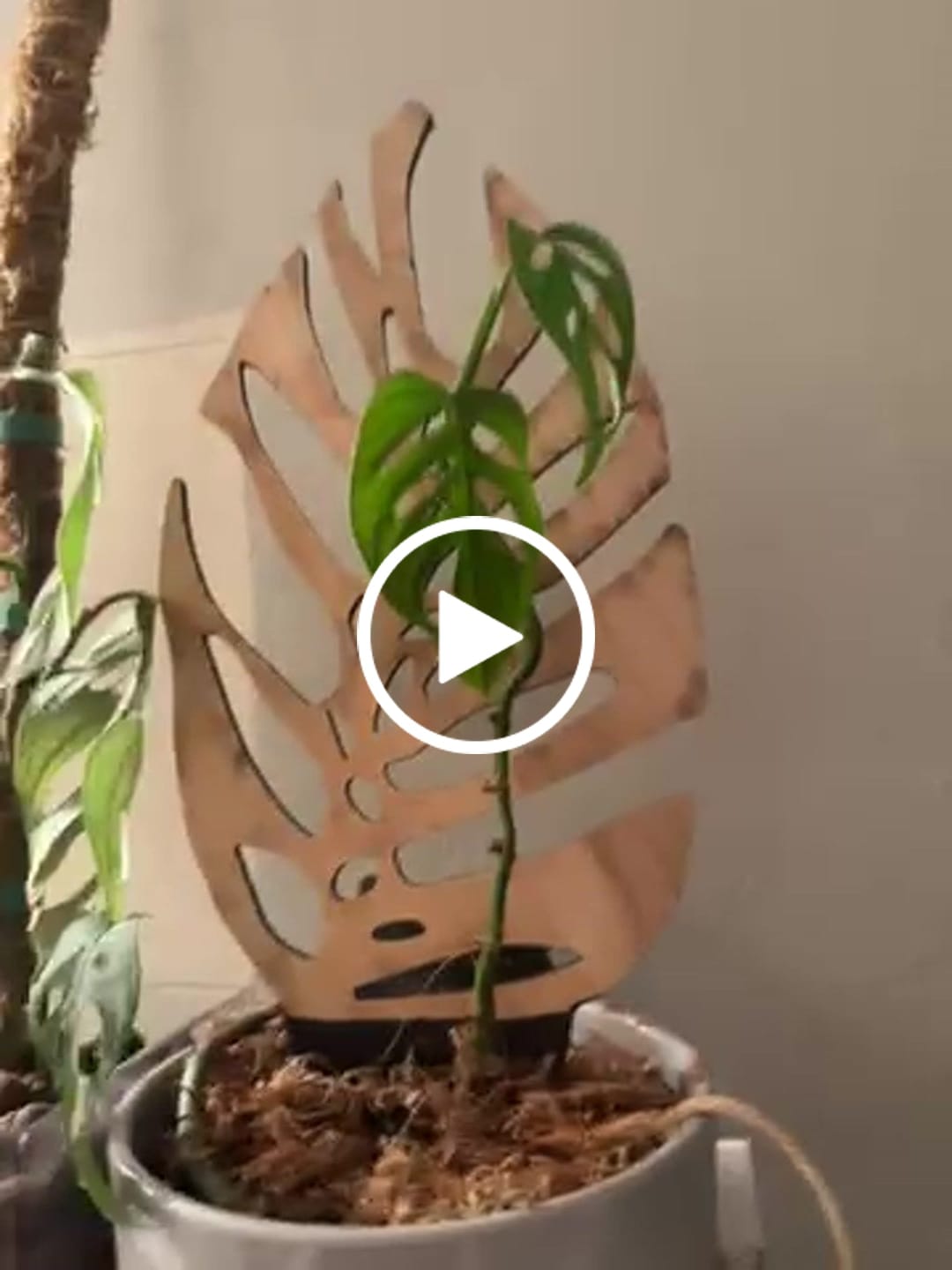 Customer video review of BARE™ Monstrella™ - Customizable Monstera shaped wooden plant support