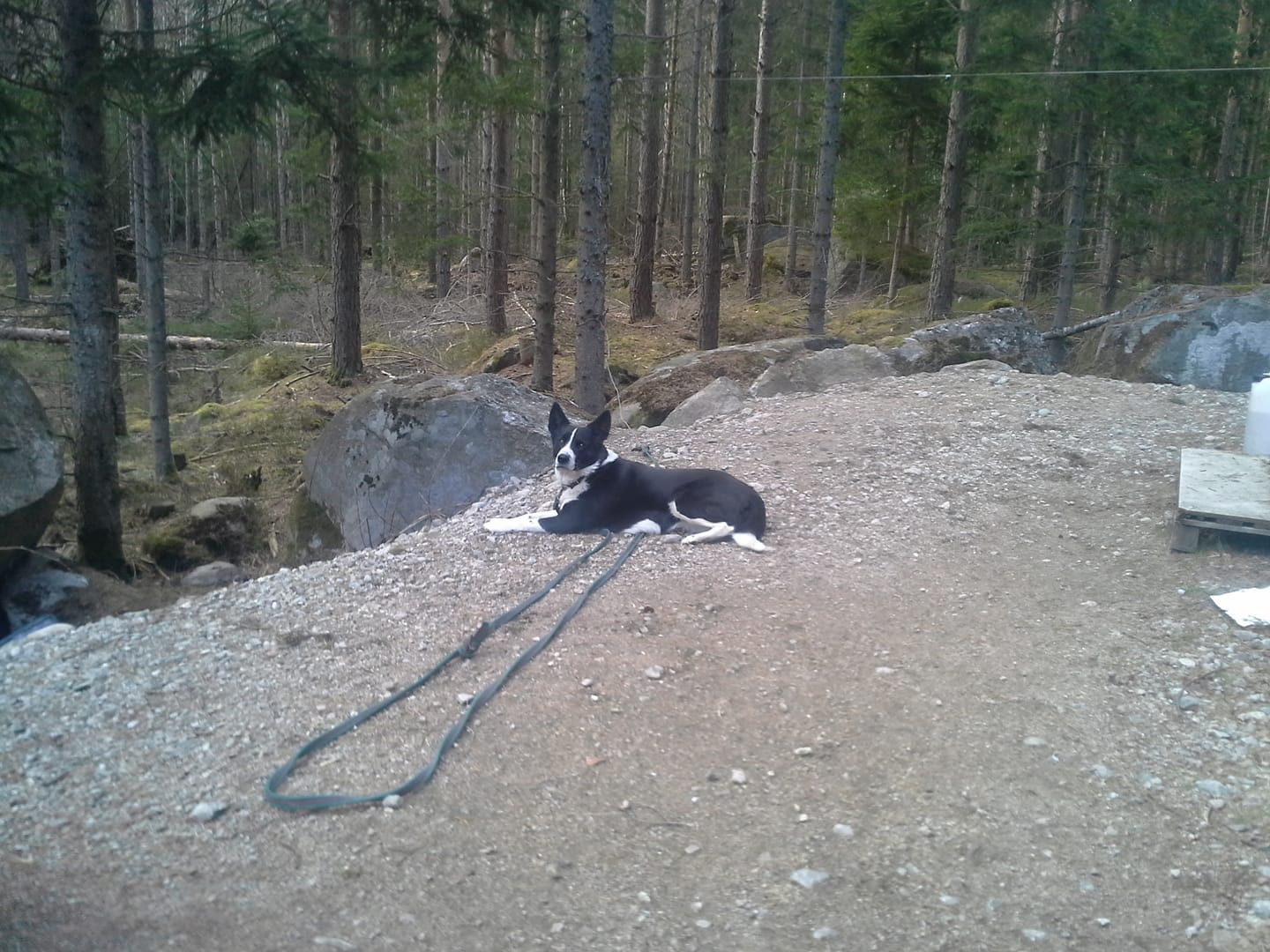 Customer photo review of Mobilskal din Hund | Valnöt