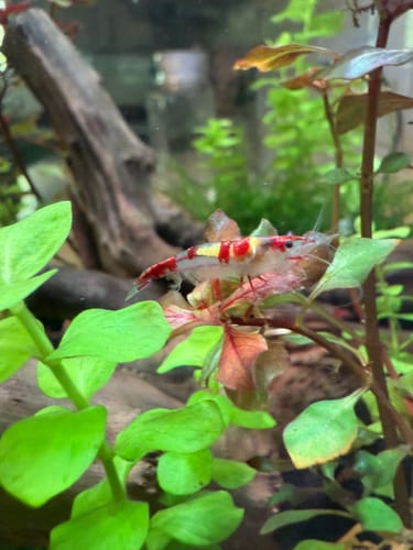 Customer photo review of Red Rili Neocaridina Shrimp