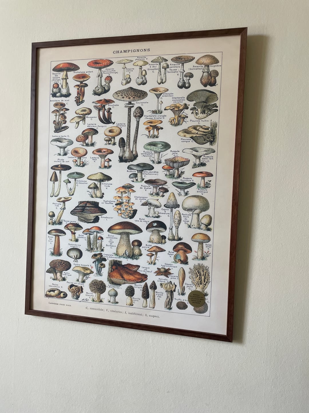 Customer photo review of Champignons by Adolphe Millot, 1890