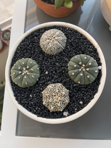 Customer photo review of Astrophytum asterias | Sand Dollar Cactus