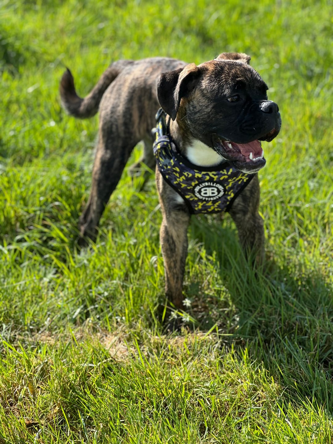 Customer photo review of Comfort Premium Harness | Non Restrictive - Lightning