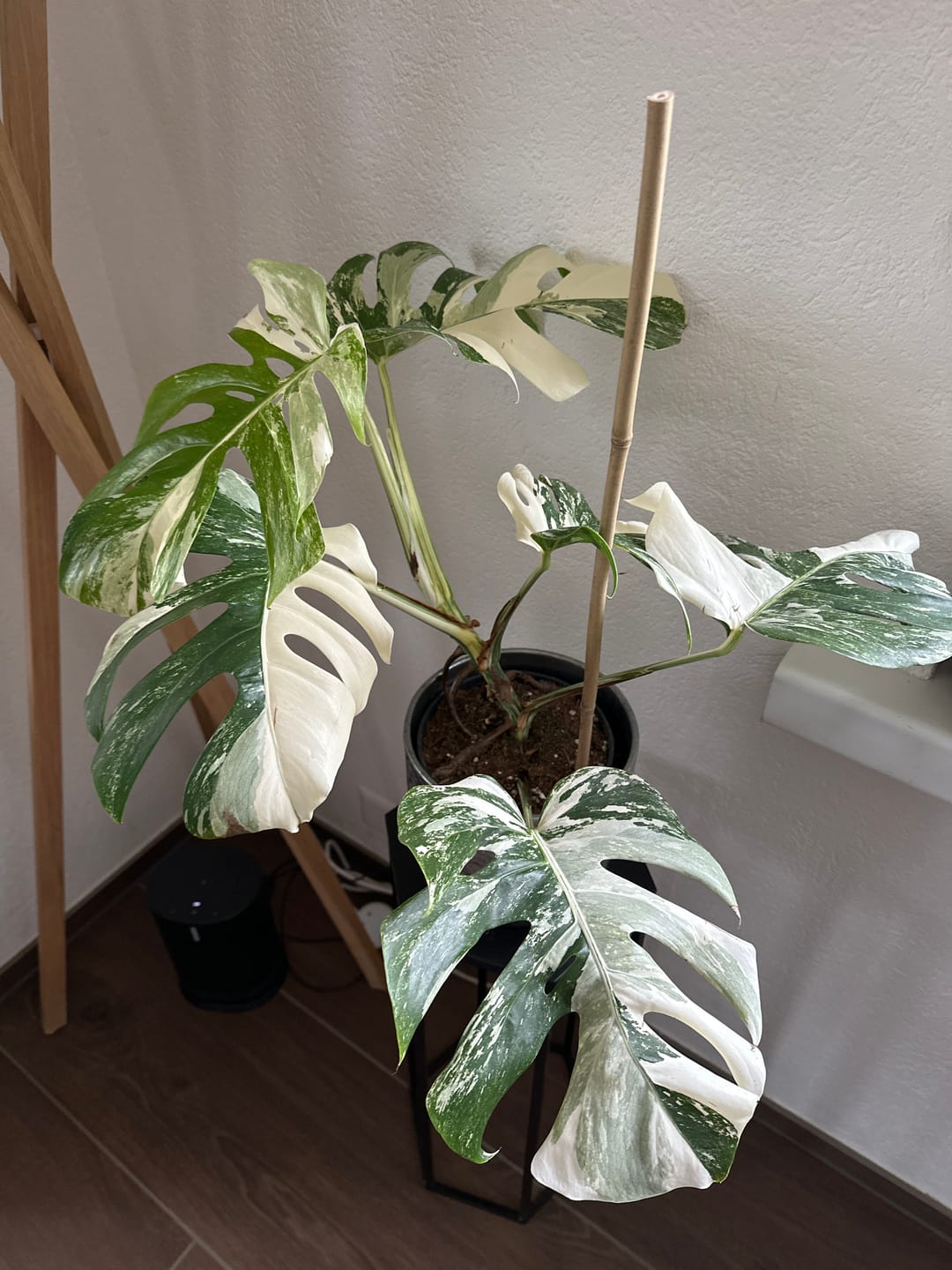 Customer photo review of Monstera Deliciosa Variegata