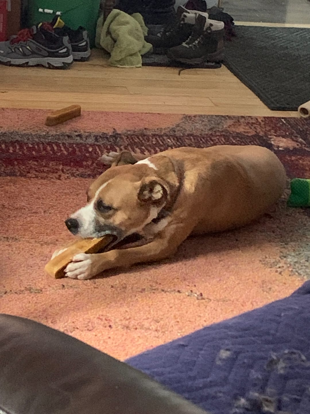 Customer photo review of 12 Inch Monster Braided Bully Stick