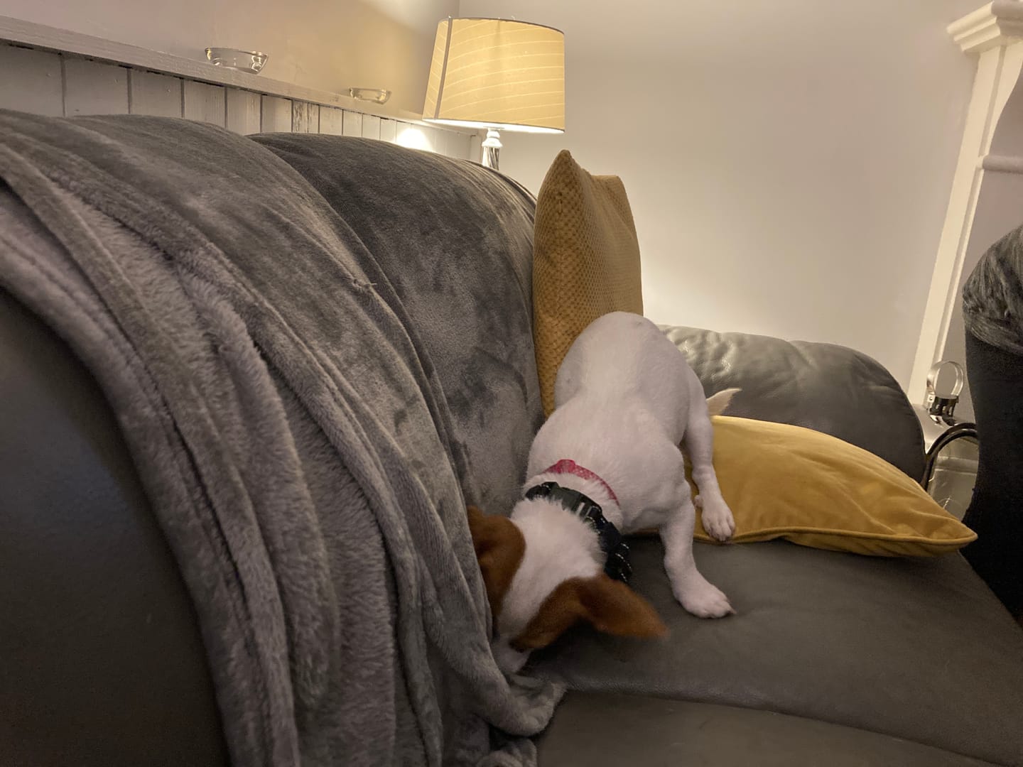 Customer photo review of GPS Dog Fence F8 | for Small, Medium and Large dogs