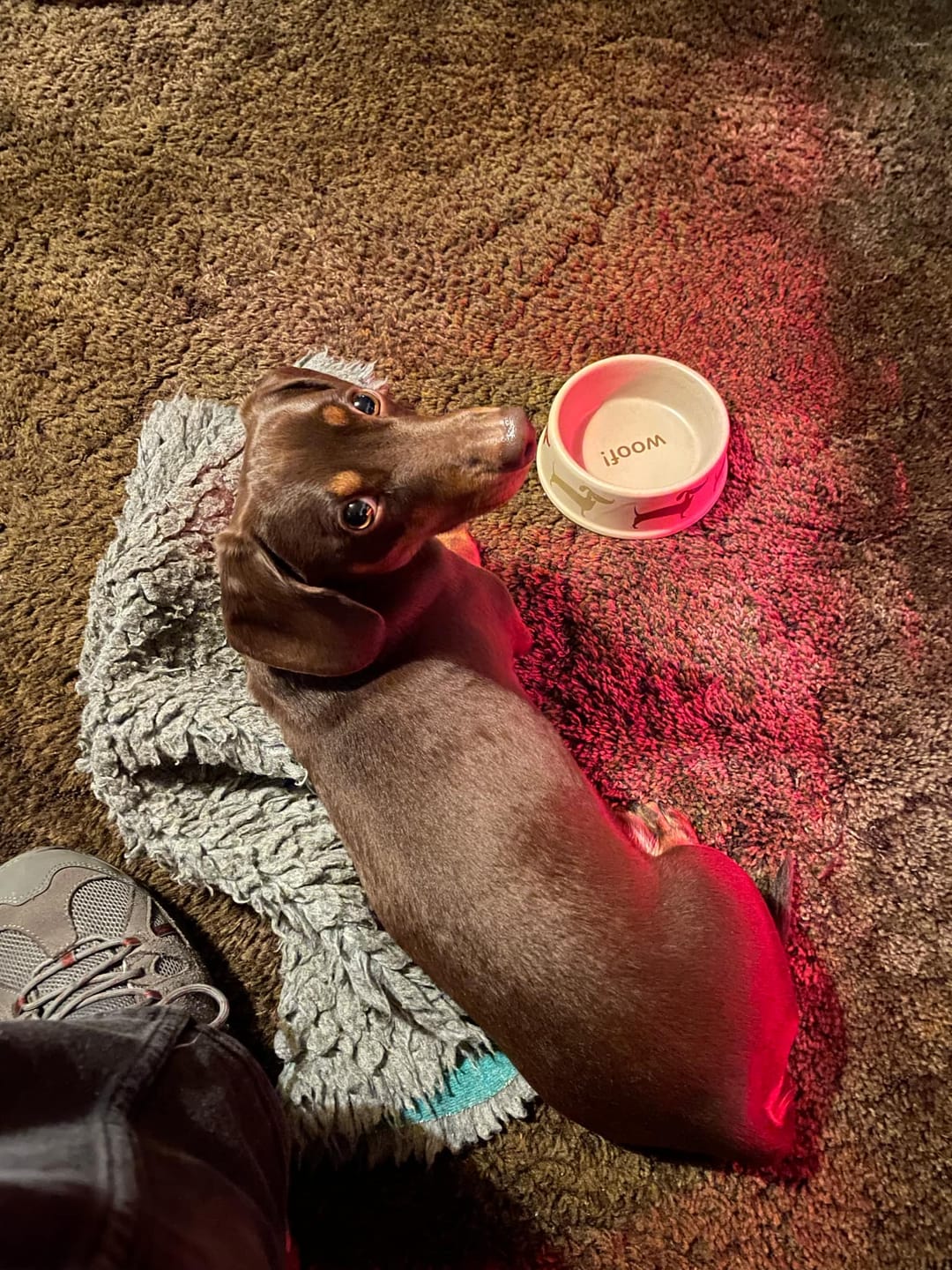 Customer photo review of Grain-Free Lamb with Sweet Potato & Mint