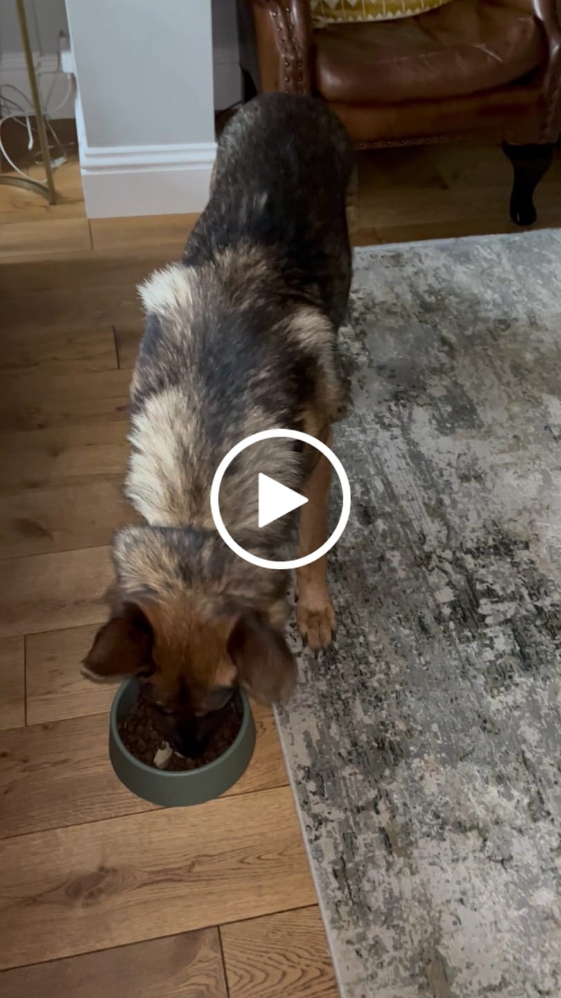Customer video review of British Venison Dry Food
