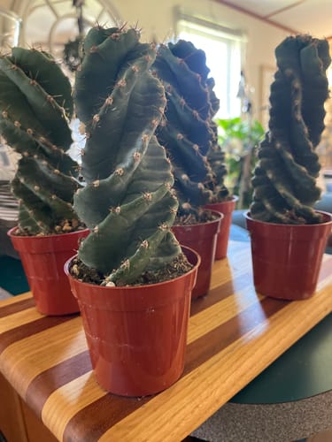 Customer photo review of Cereus forbesii Spiralis | Spiral Cactus