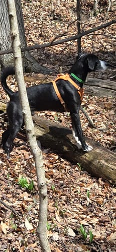 Customer photo review of FurLife™ 8 Months Flea and Tick Free
