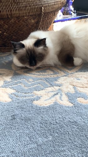 Avis photo d'un client sur Croquettes Chaton Sans Céréales - Poulet & Huile de Saumon