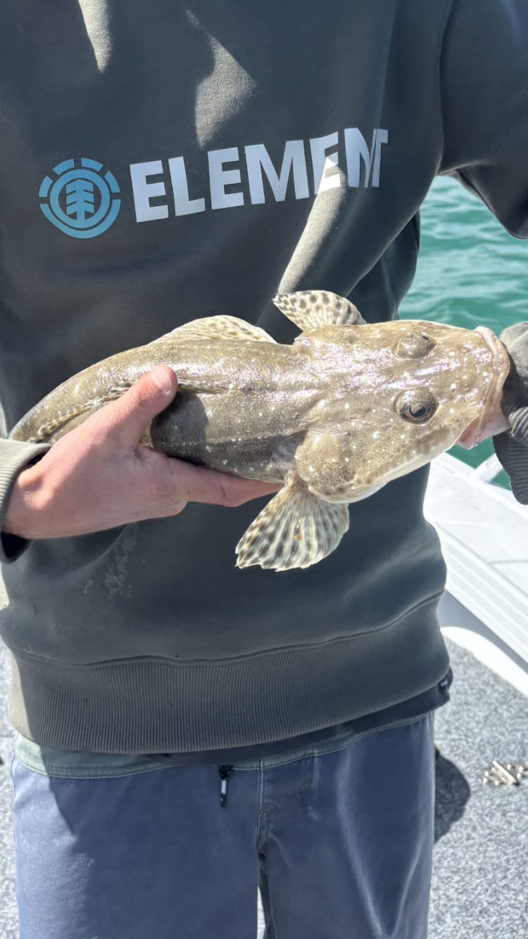 Customer photo review of DEATH SHAD