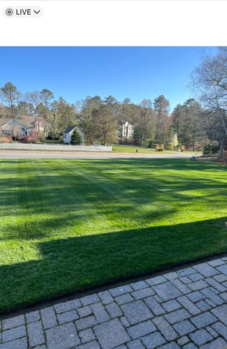 Customer photo review of GCI Turf Cool Blue Grass Seed