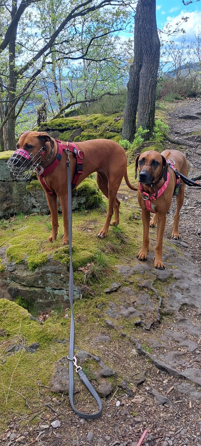 Customer photo review of Training Anti Pull TRI-Harness® | M-XL Breeds - Bubblegum