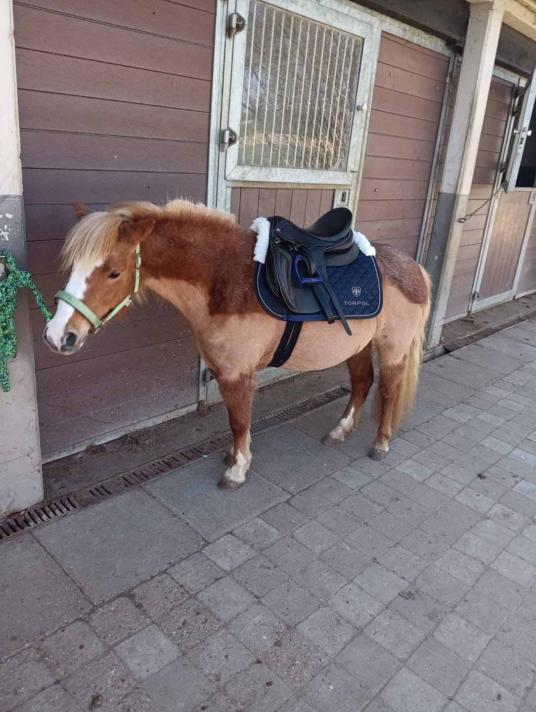 Customer photo review of TORPOL® Schabracke EVO Magnetfeld Nelson™ Spring/Dressur