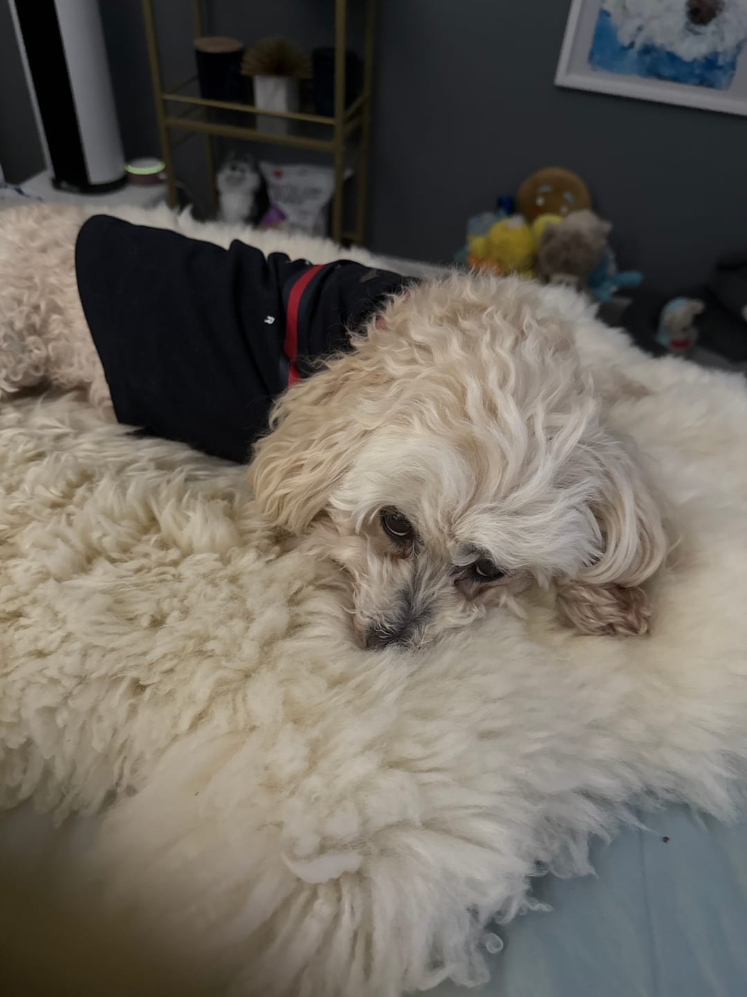 Customer photo review of Tommy Hilfiger Dog Classic Logo Print Tee
