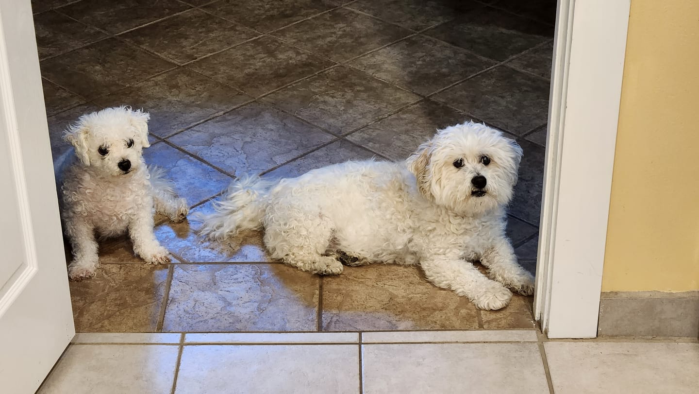 Customer photo review of Dog WALK-EASY™ Advanced Hip & Joint Pain Remedy