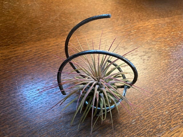 Customer photo review of Wholesale Ionantha Lavender (Minimum Order 5)