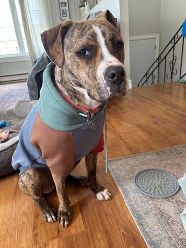 Customer photo review of Alpine Dog Hoodie