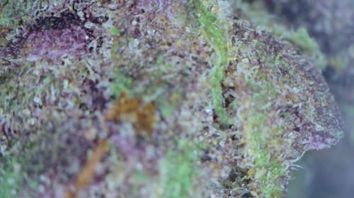 Customer photo review of Cookies and Cream - 28 Grams Littles - Hybrid