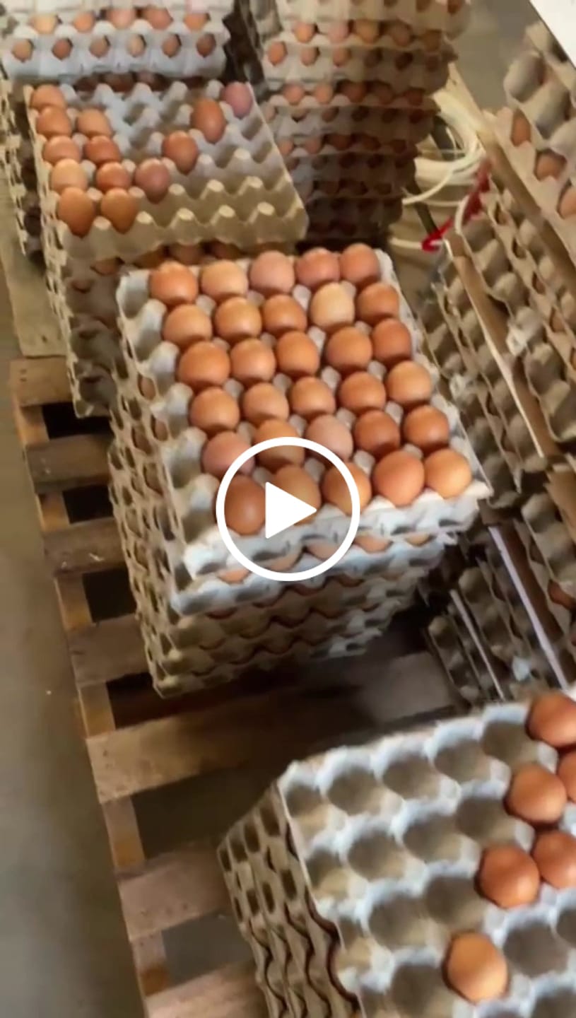 Customer video review of Avi Plus Layer & Breeder (Supplement For Poultry, Ostriches, Emus & Pigeons)