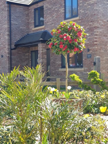 Customer photo review of Camellia japonica 'Black lace' 1/2 standard trees (90-110cm clear stem)
