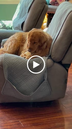 Customer video review of 4" Cow Tails for Dogs