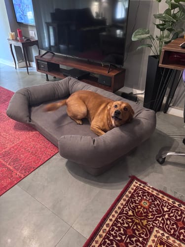 Customer photo review of Soft Foam Pet Couch - Rabbinic